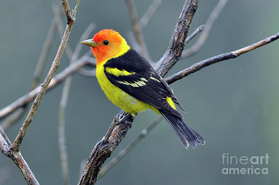 Western Tanager Male Photograph by Laura Mountainspring