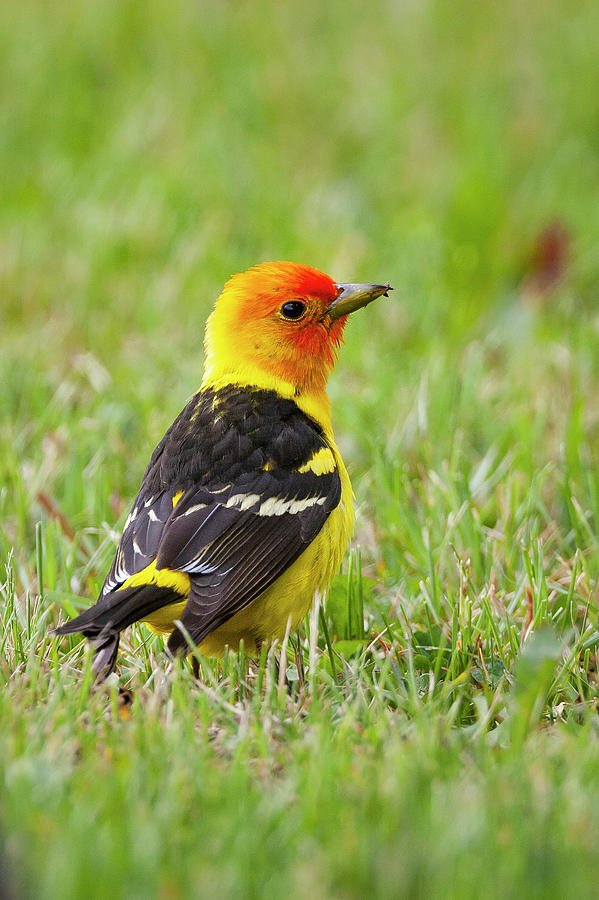 Western Tanager Photograph by Mark Miller