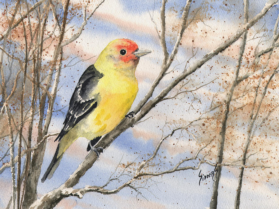 Western Tanager Painting by Sam Sidders