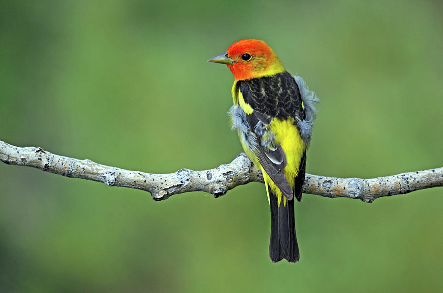 Western Tanager WY-1 Photograph by Diana Douglass