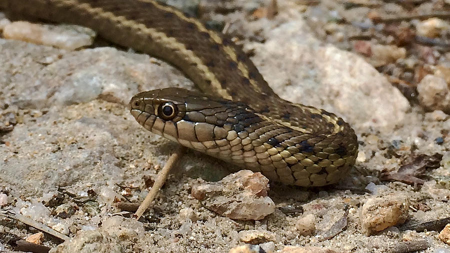 Western Terrestrial Garter Snake Photograph by Dan Miller
