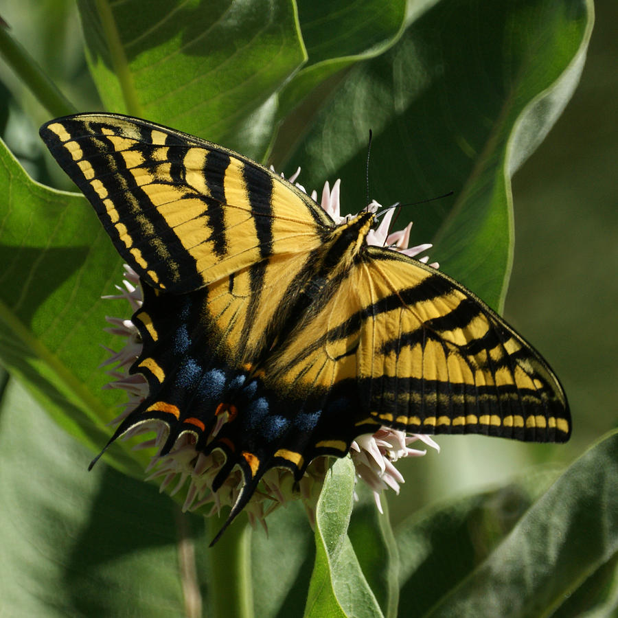 Western Tiger Swallowtail 2 Photograph by Ernie Echols