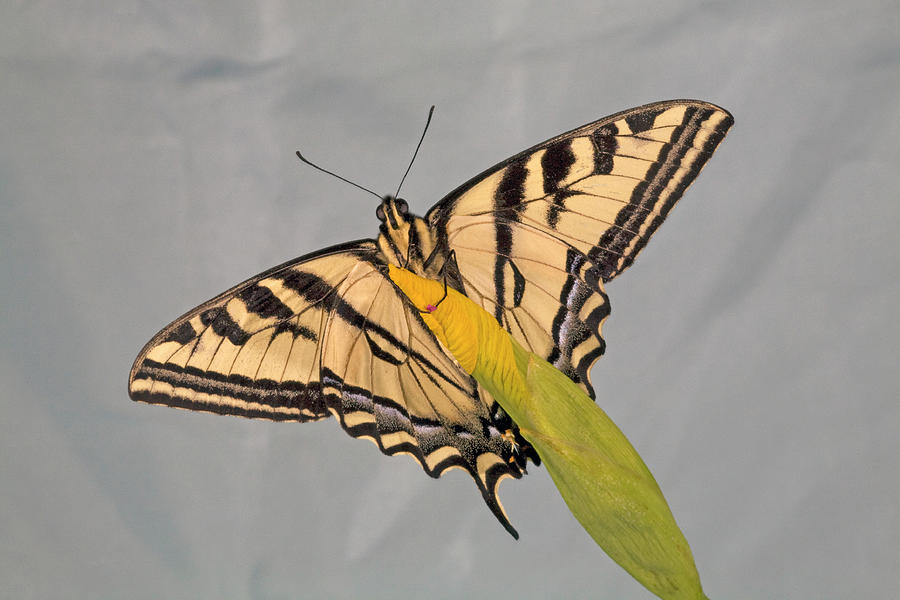 Western Tiger Swallowtail Photograph by Buddy Mays