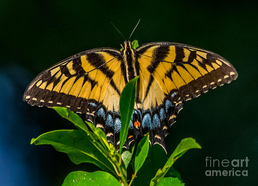Nature Photograph - Western Tiger Swallowtail Butterfly by Alicia BRYANT