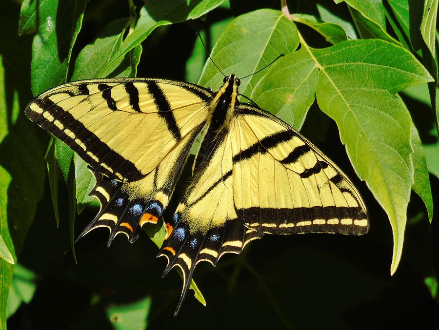 western tiger swallowtail butterfly