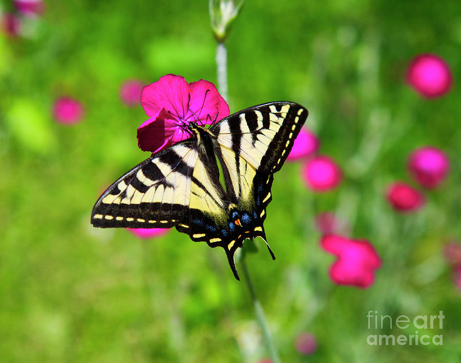 Western tiger Swallowtail butterfly Photograph by Bruce Block