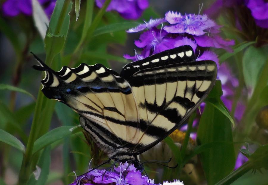 Western Tiger Swallowtail Butterfly side view Photograph by Barbara St Jean