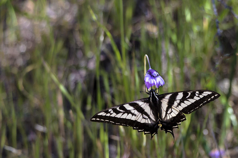 Western Tiger Swallowtail Photograph by Ed Clark