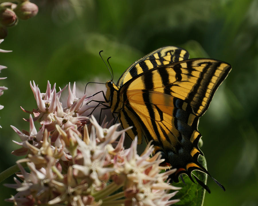Western Tiger Swallowtail Photograph by Ernest Echols
