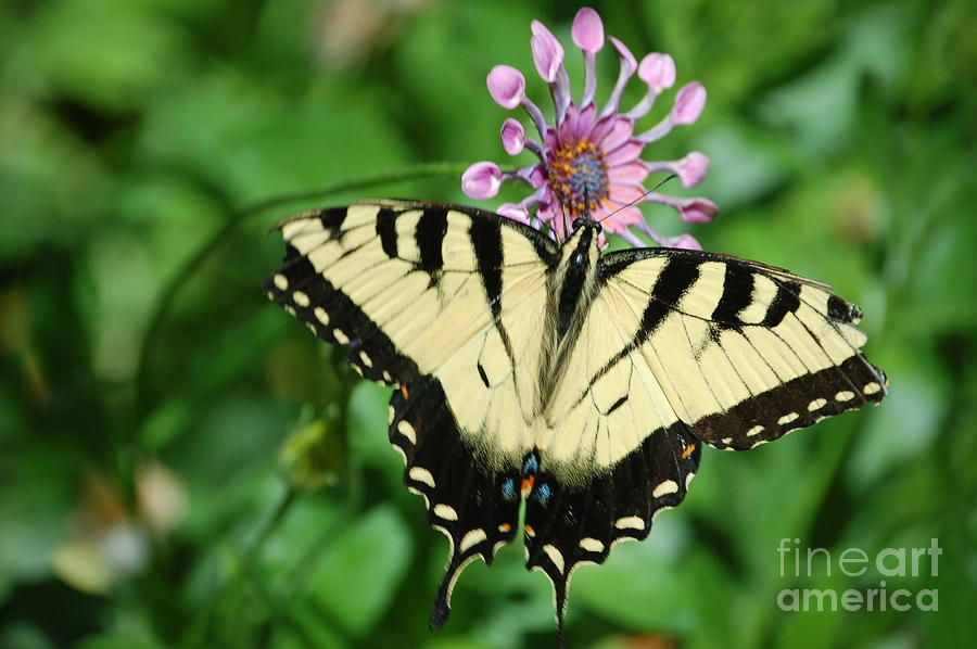 Western Tiger Swallowtail by Frank Stallone Western Tiger Swallowtail by Frank Stallone