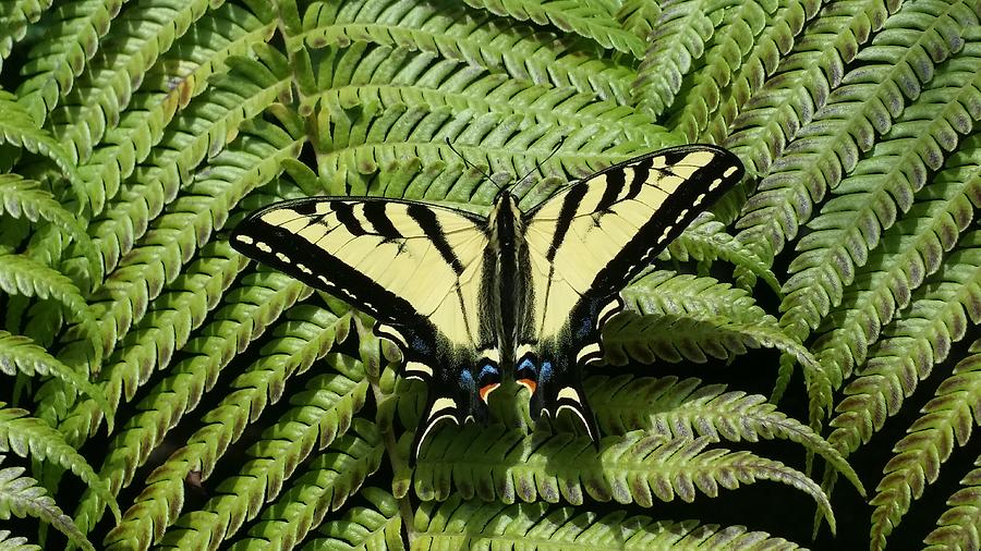 Butterfly Photograph - Western Tiger Swallowtail by Nicholas Chan