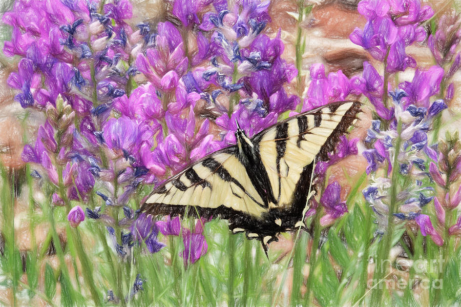 Western Tiger Swallowtail on Purple Locoweed Photograph by Marianne Jensen