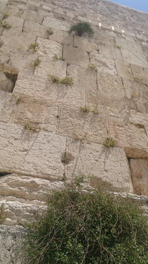western wall,Jerusalem Photograph by Moshe Harboun