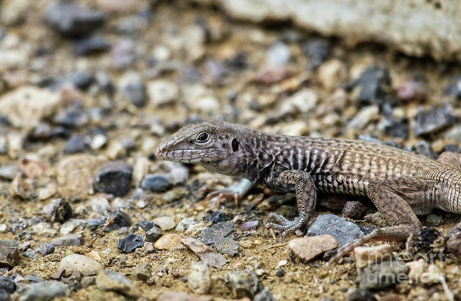 Wildlife Photograph - Western Whiptail by Robert Bales
