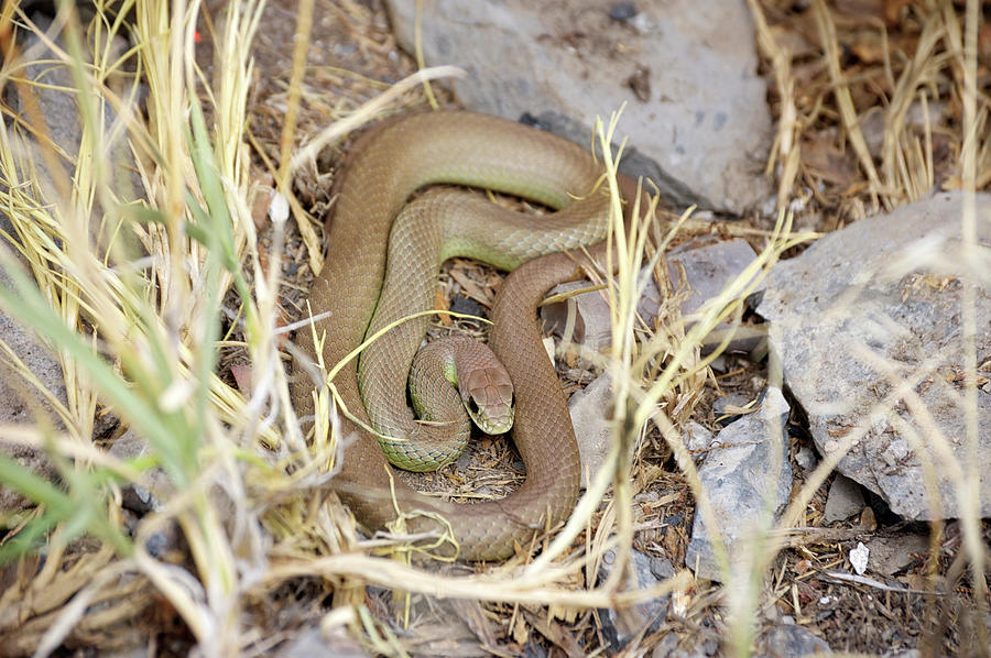 Western Yellow-bellied Racer, Coluber constrictor Photograph by Breck Bartholomew