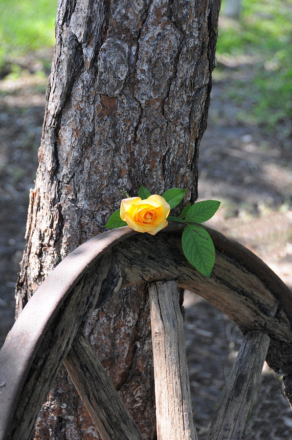 Western Yellow Rose Photograph