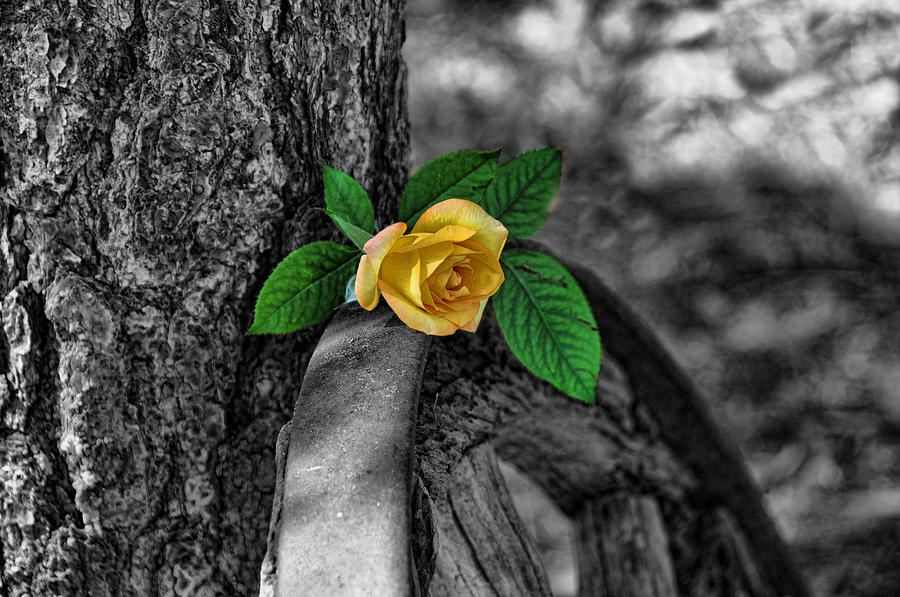 Western Yellow Rose Two Tone Photograph by Jody Lovejoy