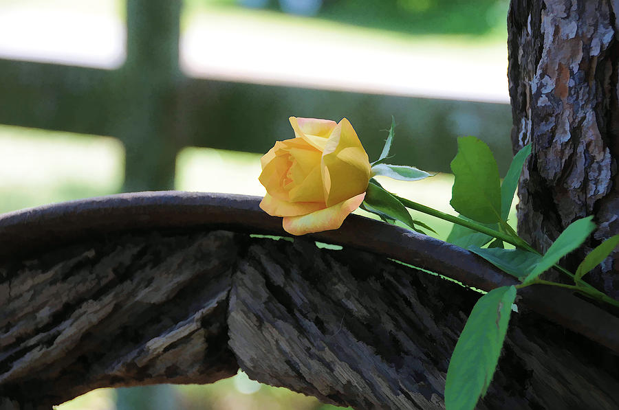 Western Yellow Rose Vii Photograph