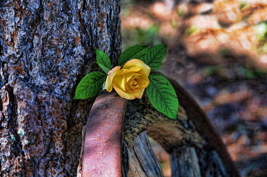 Western Yellow Rose VIII Photograph by Jody Lovejoy