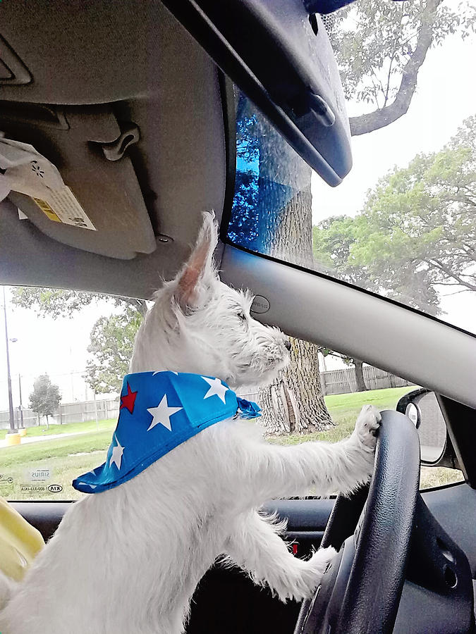 Westie At The Wheel Photograph by Amanda Stadther