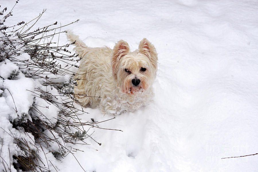 Westie in the Snow Photograph by Denise Bruchman