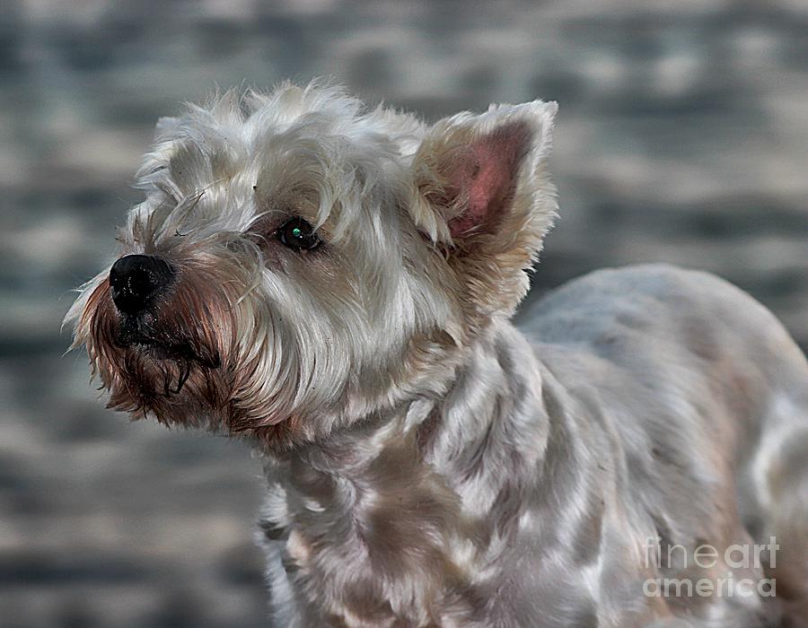 Dog Photograph - Westie Love by Clare Bevan