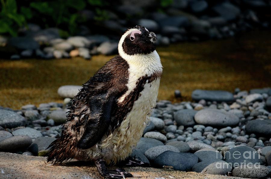 Wet African or Jackass penguin stands upright in sunlight  Photograph by Imran Ahmed