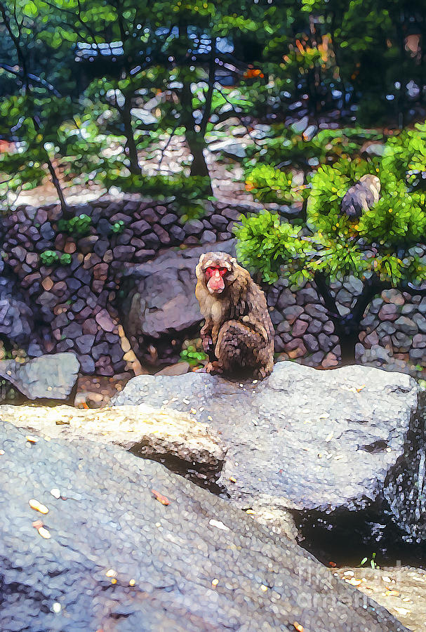 Monkey Photograph - Wet and Cold 4 by Bob Phillips