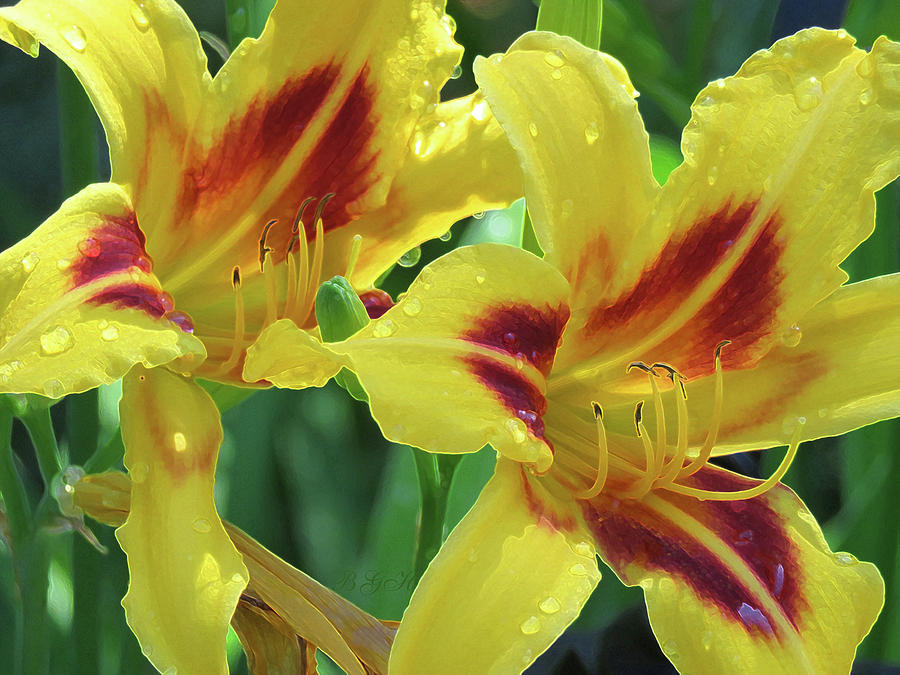 Wet and Wild Daylily Duo - Garden Photography and Art - Daylilies Photograph by Brooks Garten Hauschild