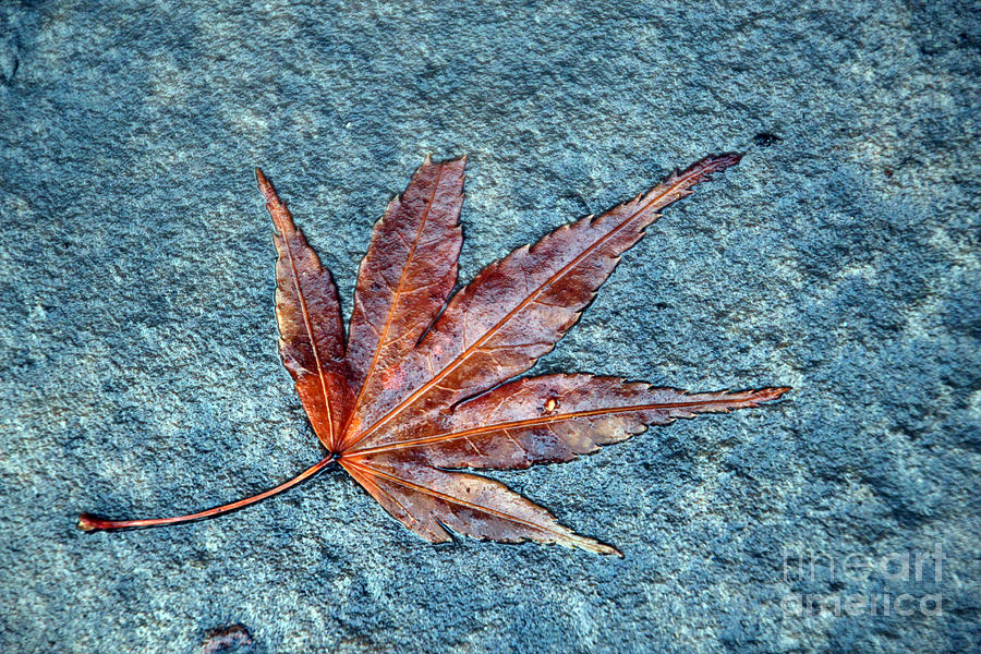 Wet Autumn Leaf on a Rock Photograph by Wernher Krutein