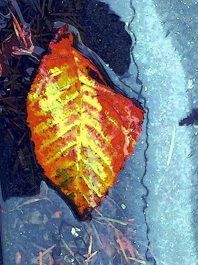 Fall Photograph - Wet Autumn by Nicki Bennett