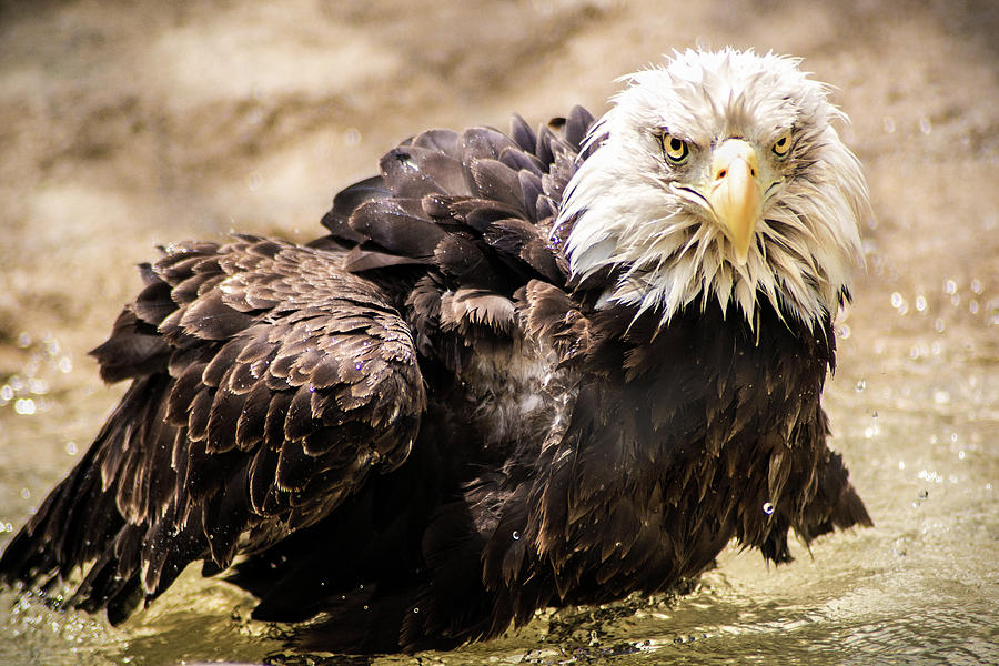 Wet Bald Eagle Photograph by Don Johnson