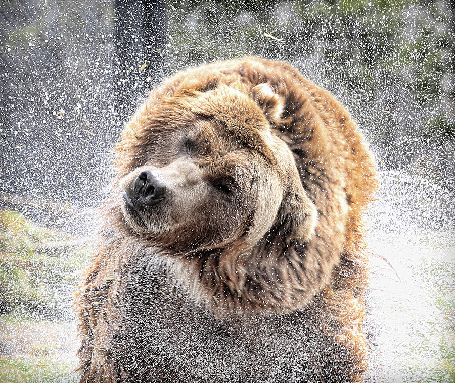 Wet Bear Photograph by Steve McKinzie