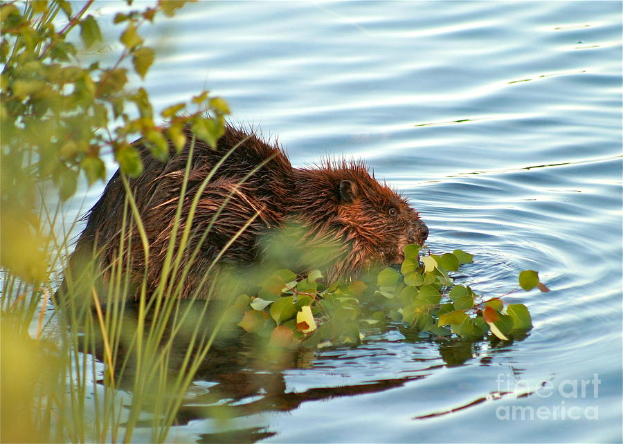 Wildlife Photograph - Wet Beaver by Rick  Monyahan