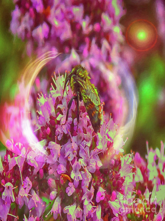 Wet Bee with Light Digital Art by Donna L Munro