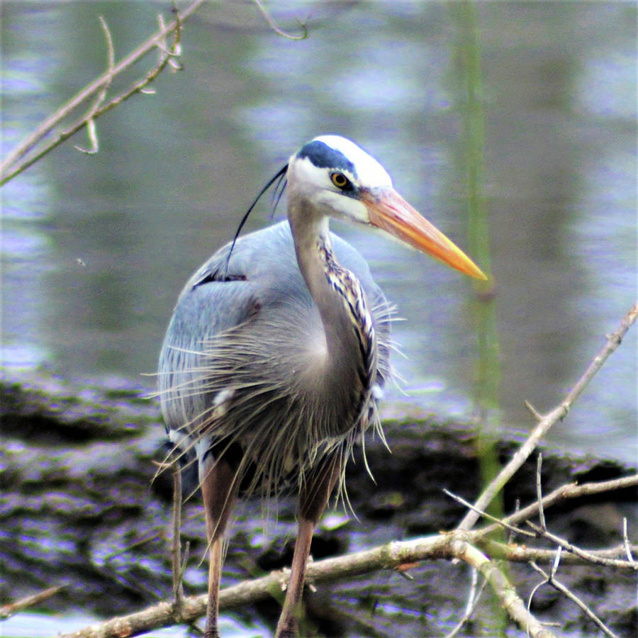Wet Blue Heron Photograph by Kathy Kelly
