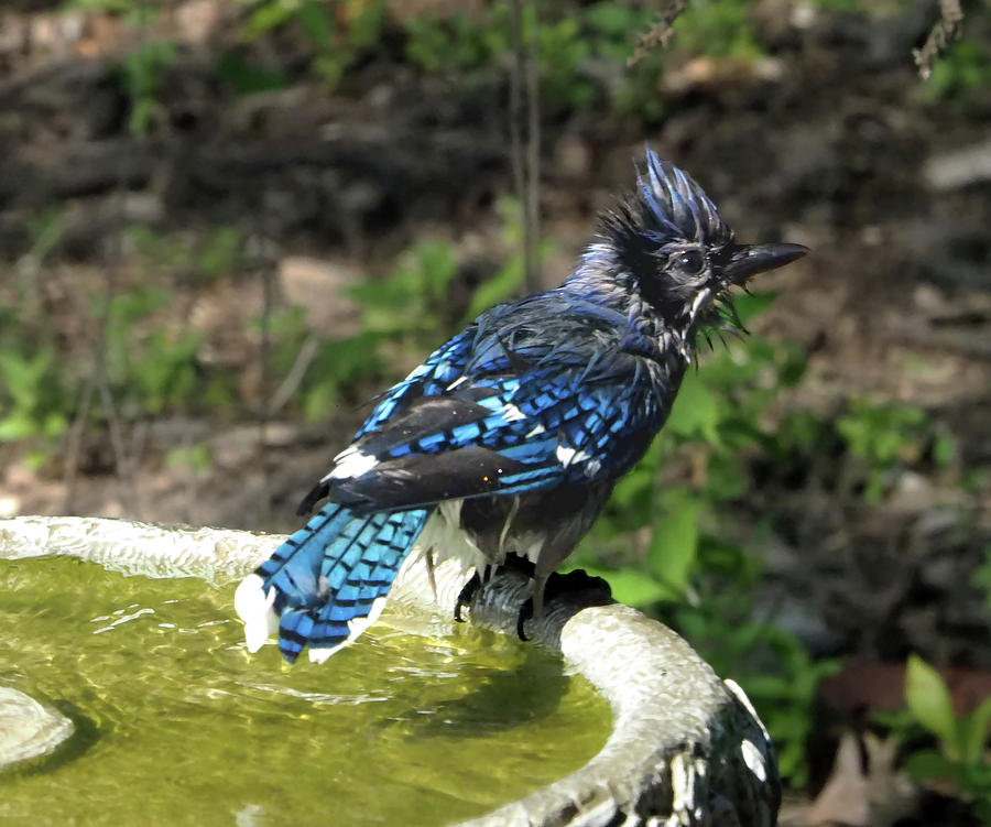 Wet Bluejay Photograph by C H Apperson
