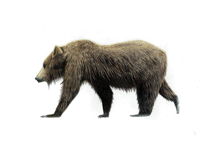brown bear drawing