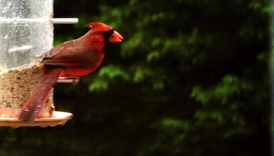 Wet Cardinal Photograph by Eileen Brymer