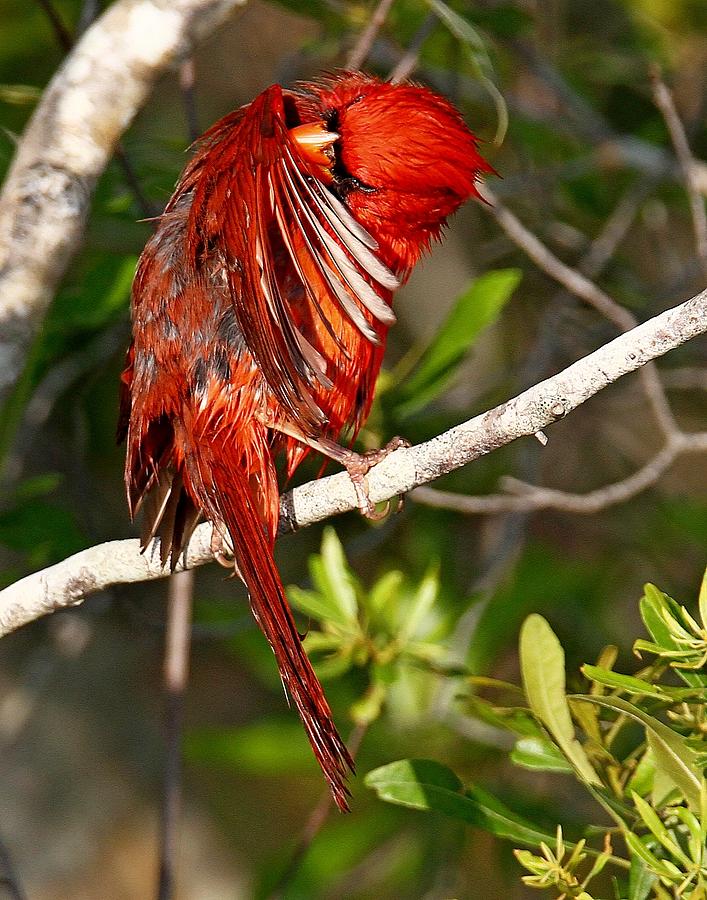 Wet Cardinal by Ira Runyan Wet Cardinal by Ira Runyan