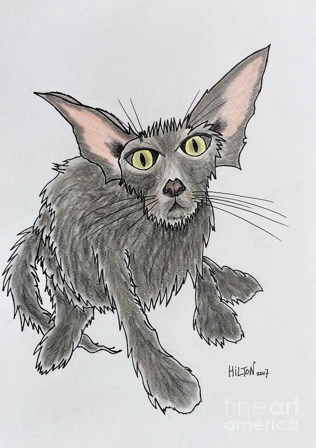 Wet Cat... Pastel by Graham Wallwork - Fine Art America Wet Cat... Pastel by Graham Wallwork - Fine Art America