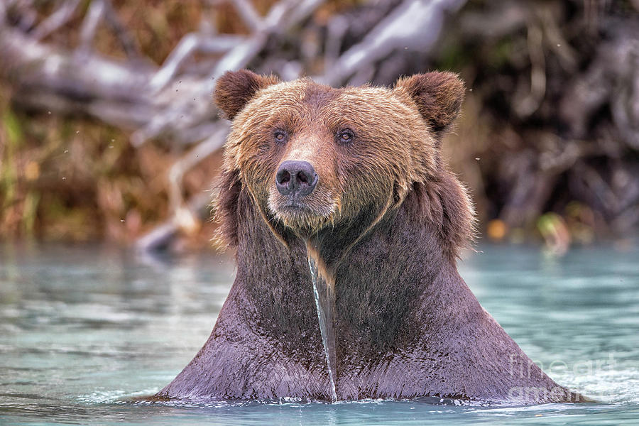 Nature Photograph - Wet Coastal Brown Bear by Rob Daugherty