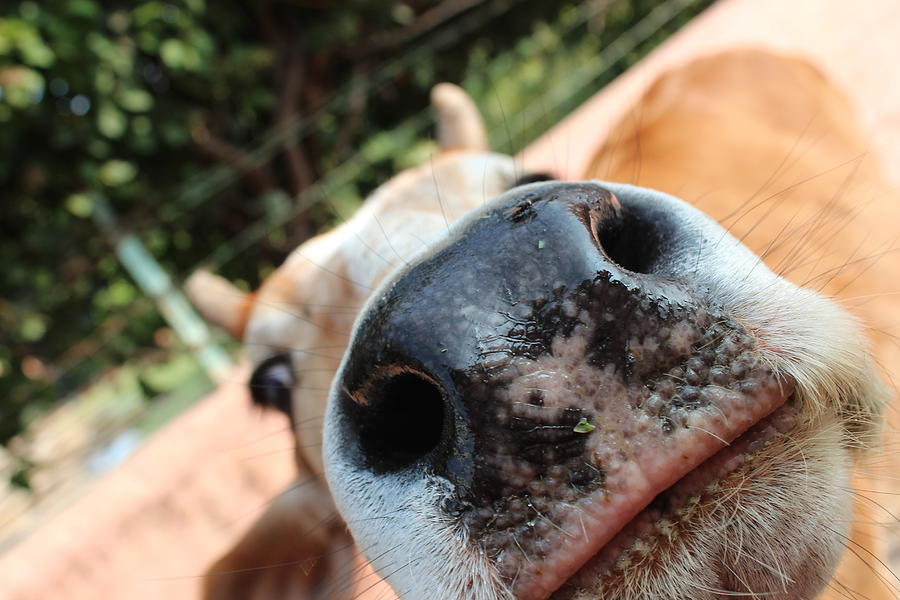 Wet Cow Nose, Rishikesh Photograph by Jennifer Mazzucco