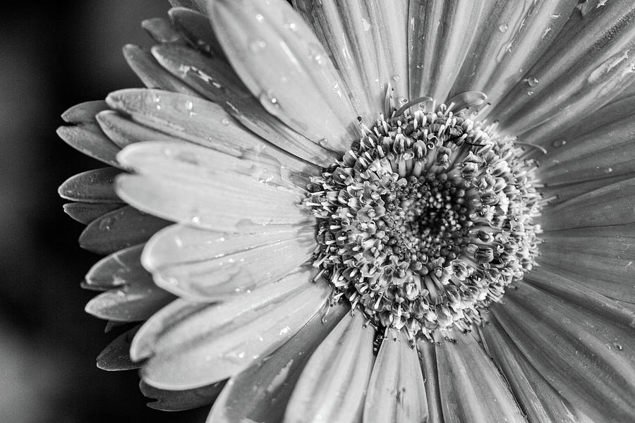 Abstract Photograph - Wet Daisy in Monochrome by SR Green