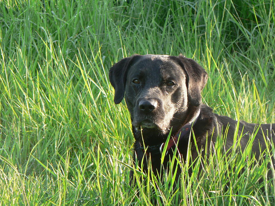 Wet Dog Wet Grass Photograph by Lynne Iddon - Fine Art America