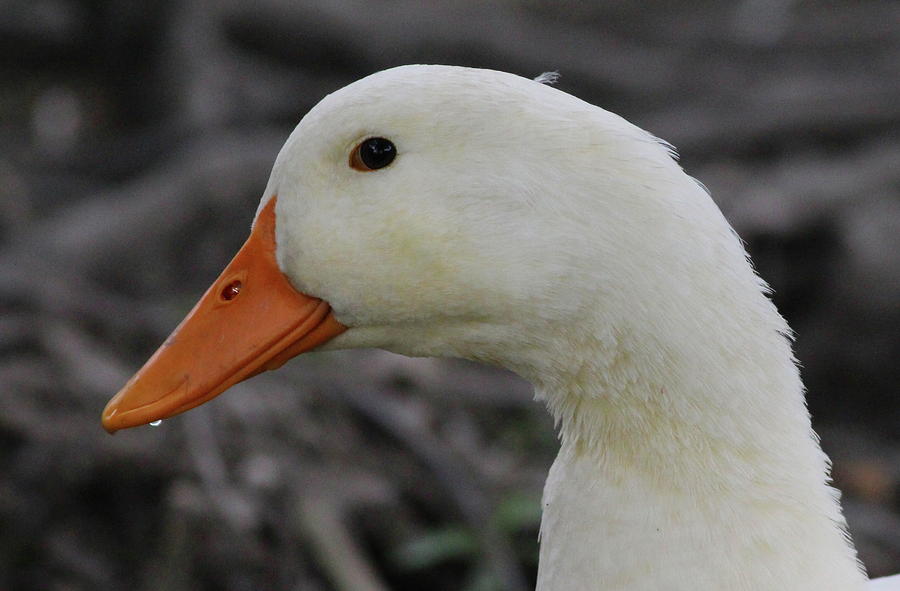 Wet Duck Photograph by Lurquin Studios - Fine Art America