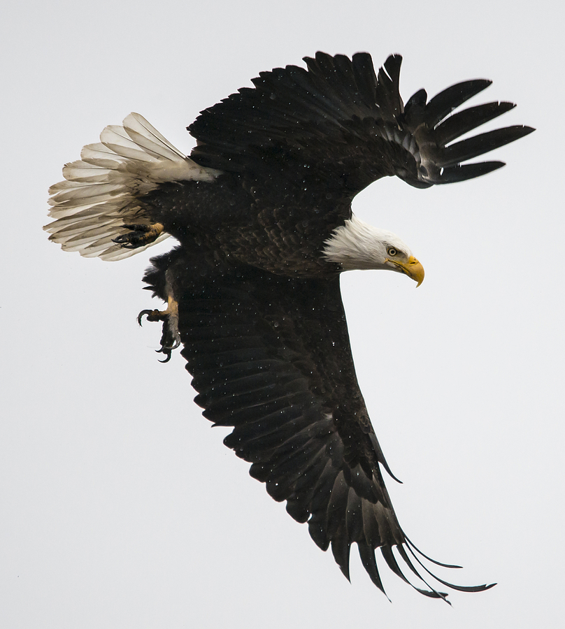 Feather Photograph - Wet Eagle by Loree Johnson
