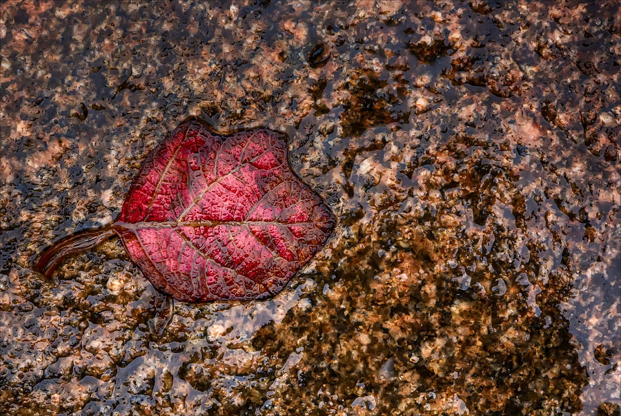 Wet Fall Leaf on Sidewalk Photograph by Robert Ullmann