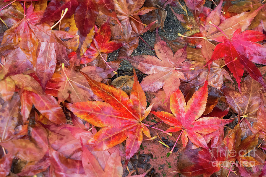 Wet Fall Leaves Photograph by Jill Greenaway