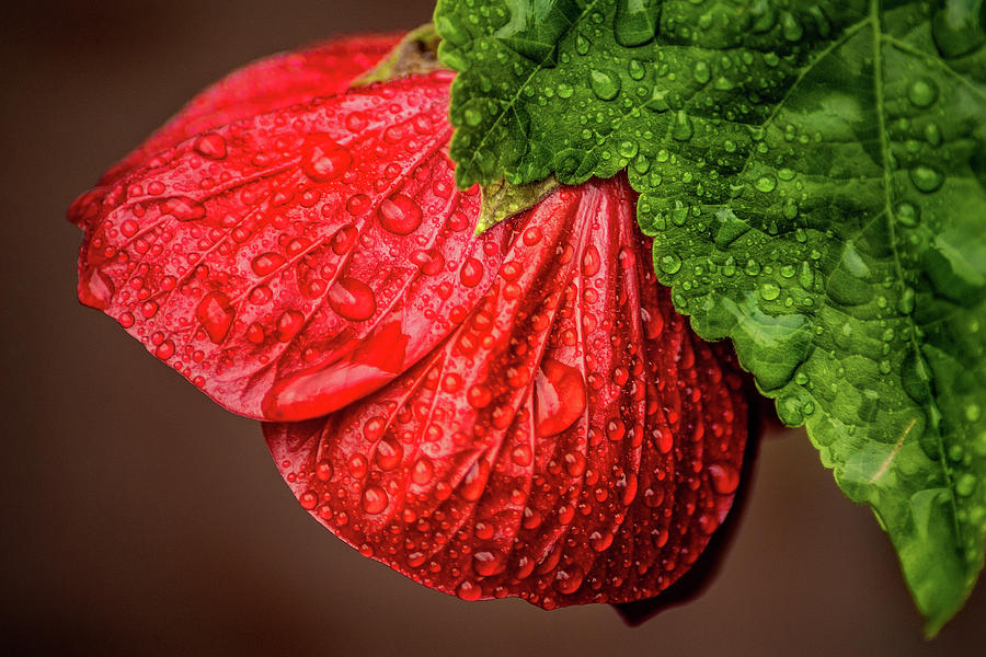 Wet Flower-Abutilon Photograph by Don Johnson